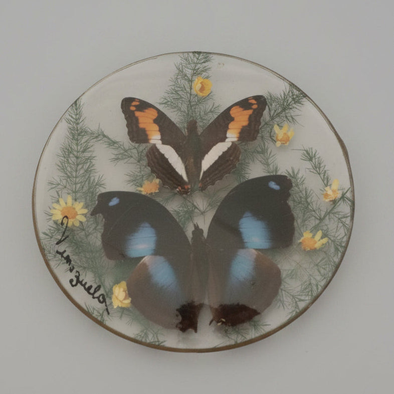 A circular framed pair of butterflys surrounded by a brass frame, displayed on a wooden surface.