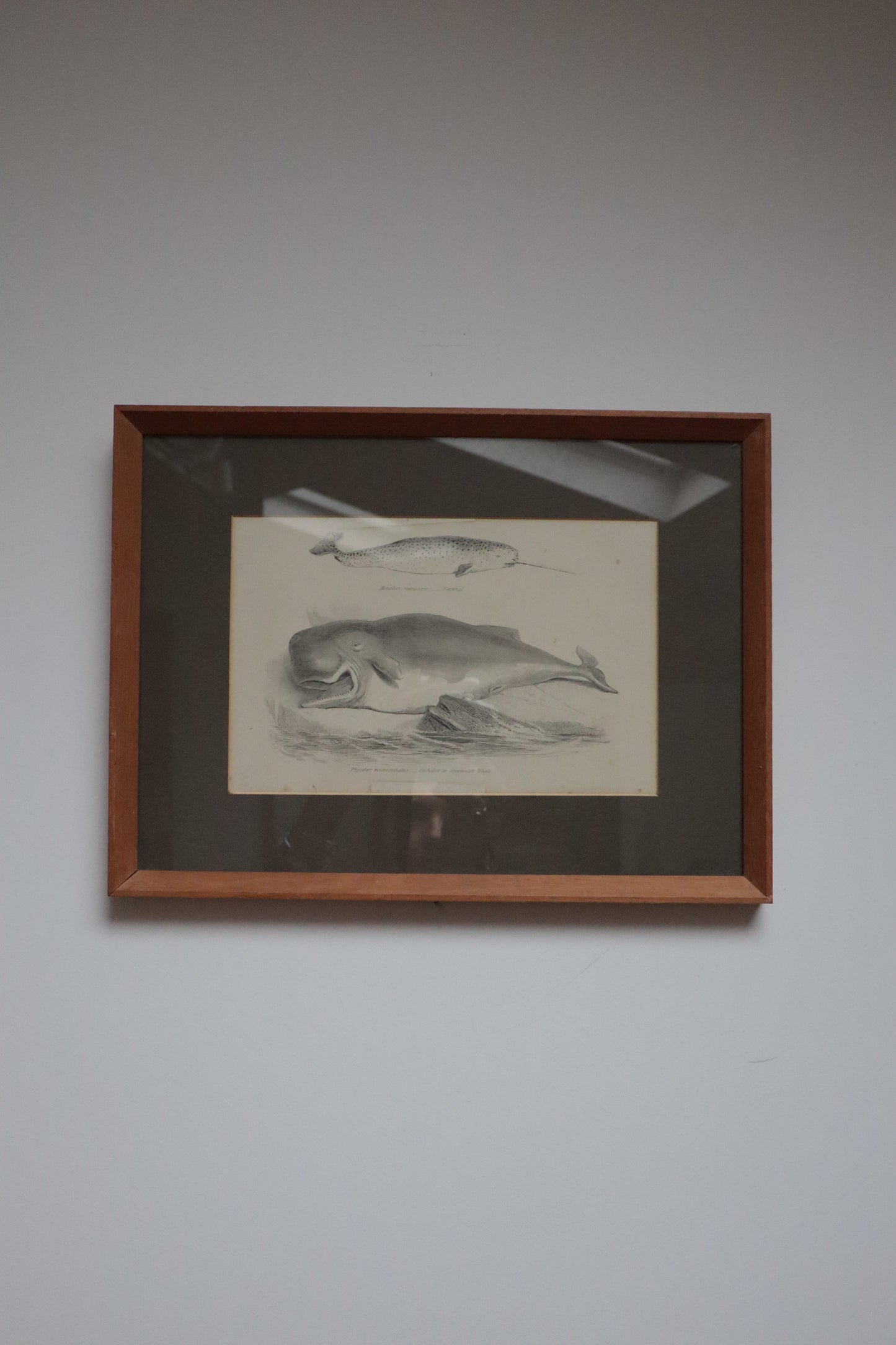 Set of prints of animals