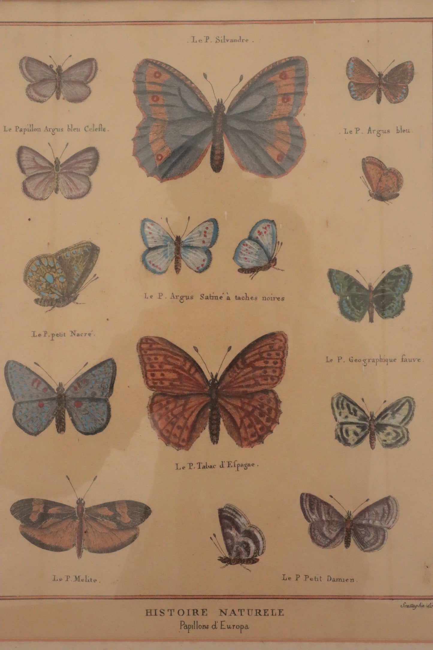 Pair of prints of butterflys