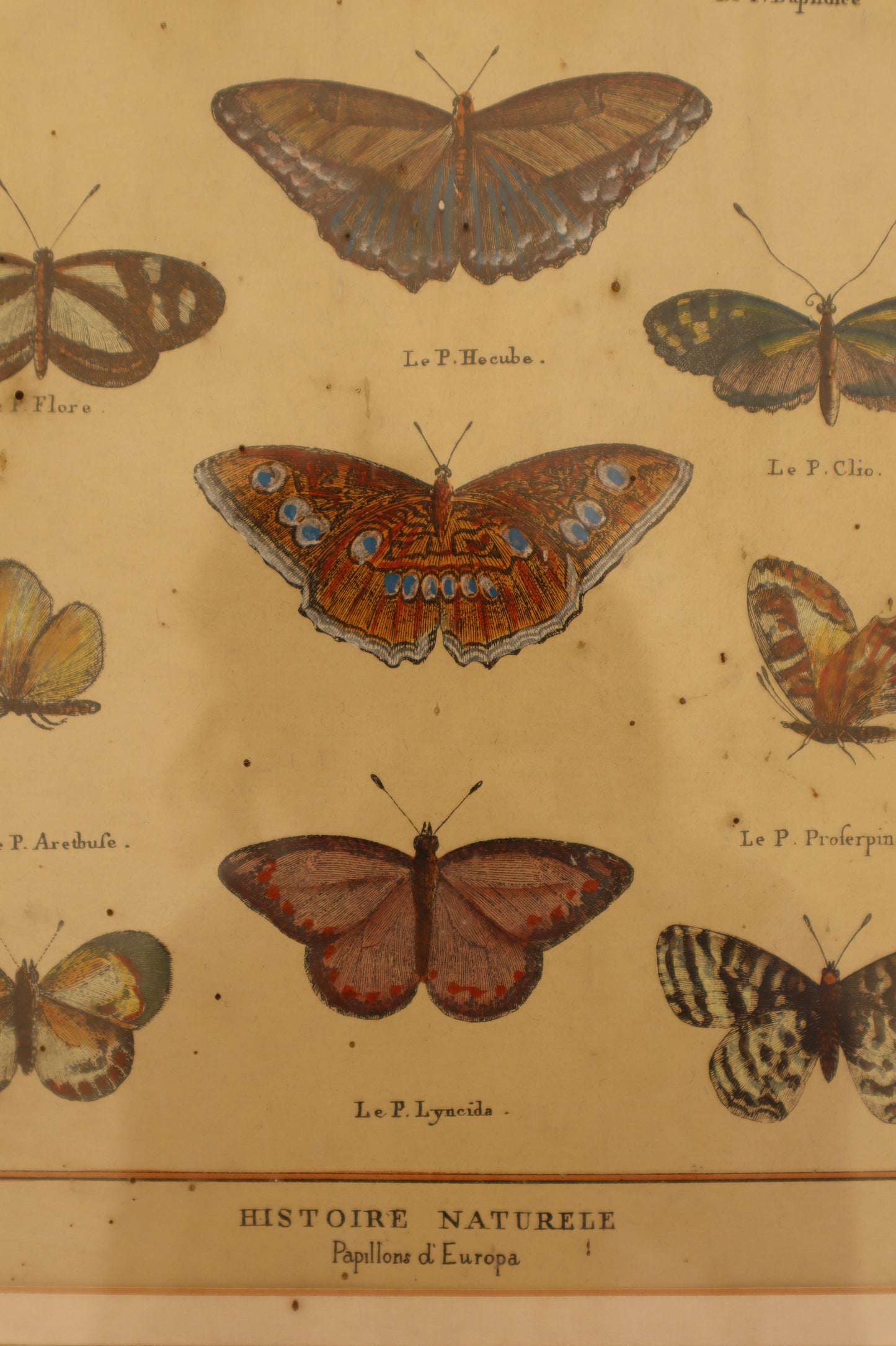 Pair of prints of butterflys