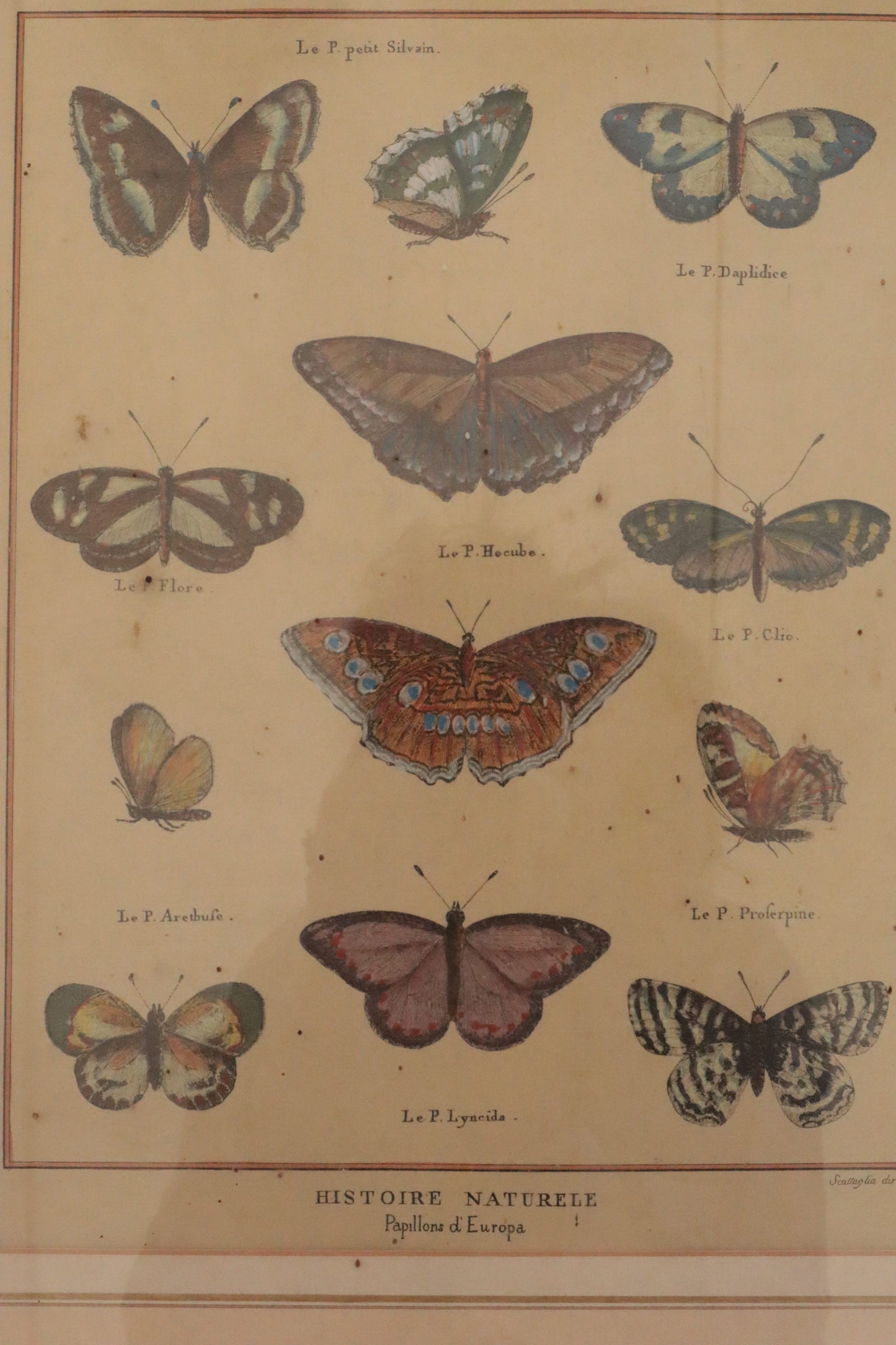 Pair of prints of butterflys