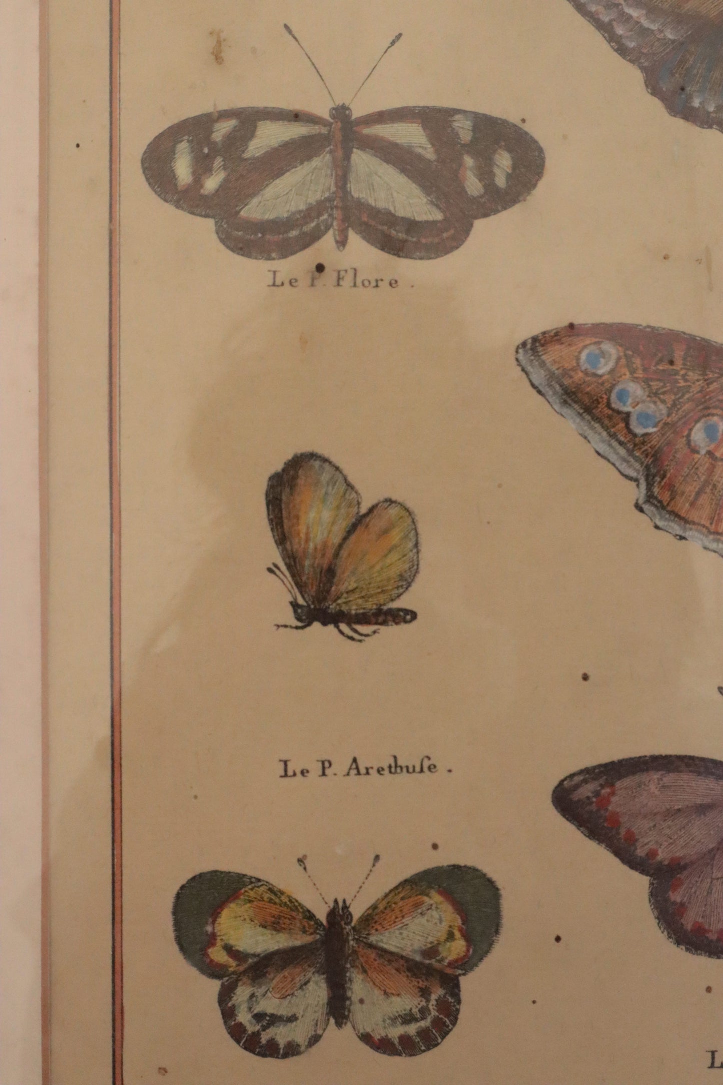 Pair of prints of butterflys