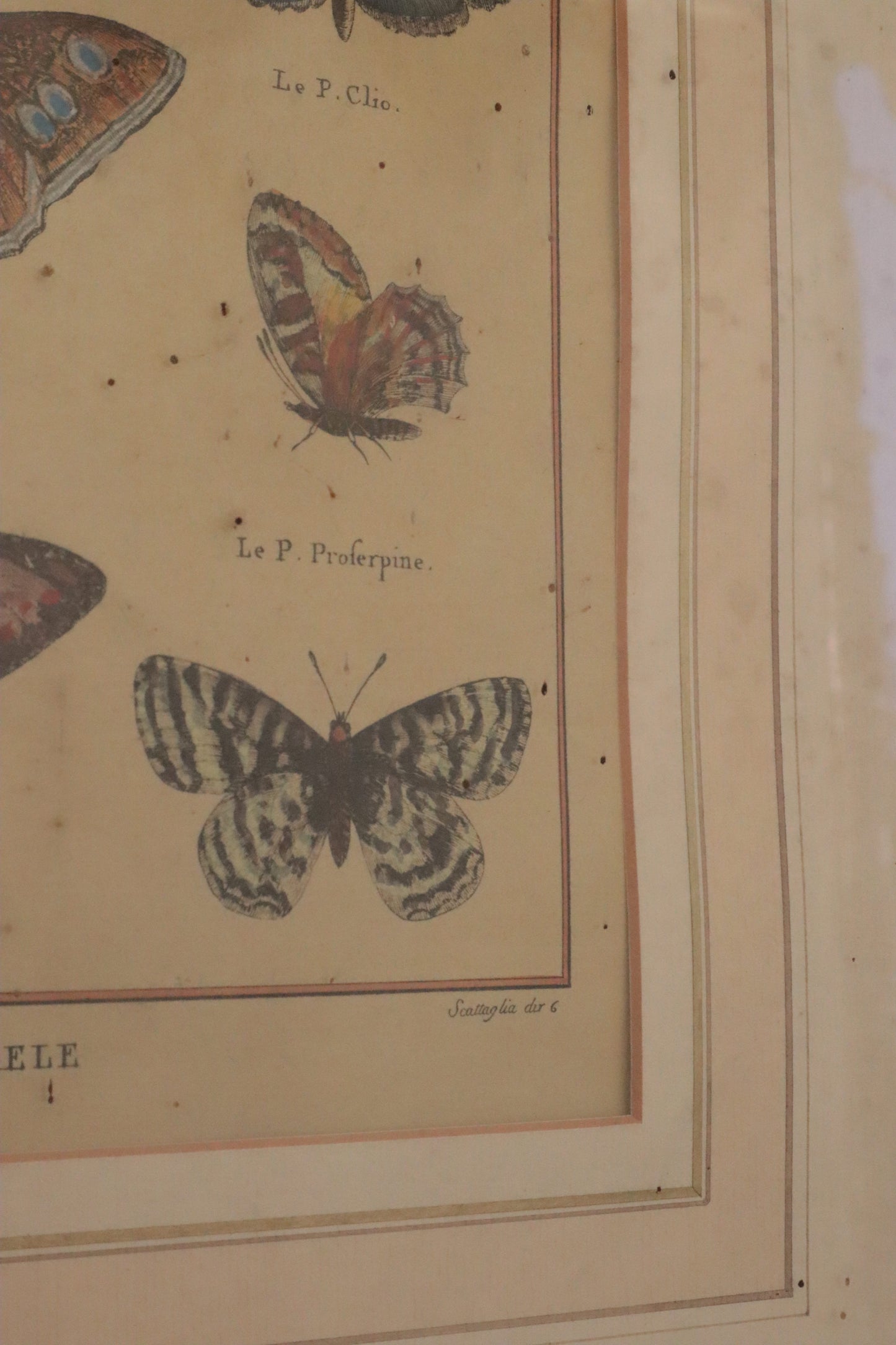Pair of prints of butterflys