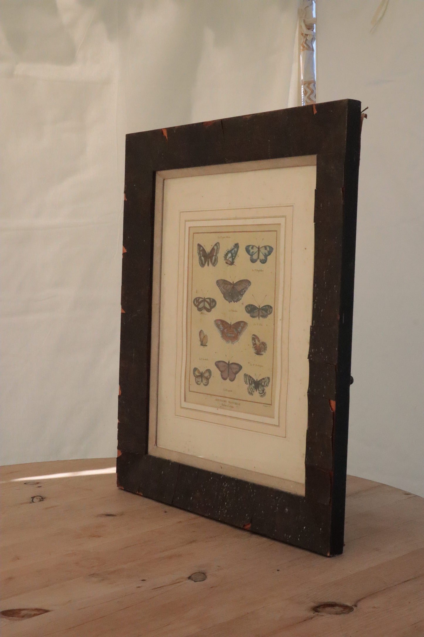 Pair of prints of butterflys