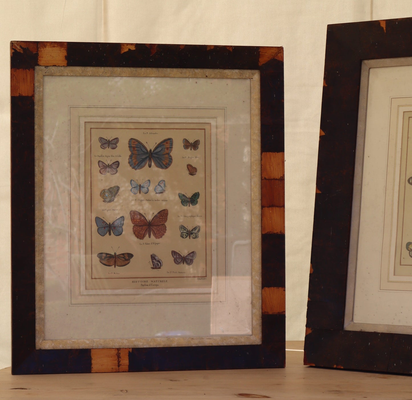 Pair of prints of butterflys