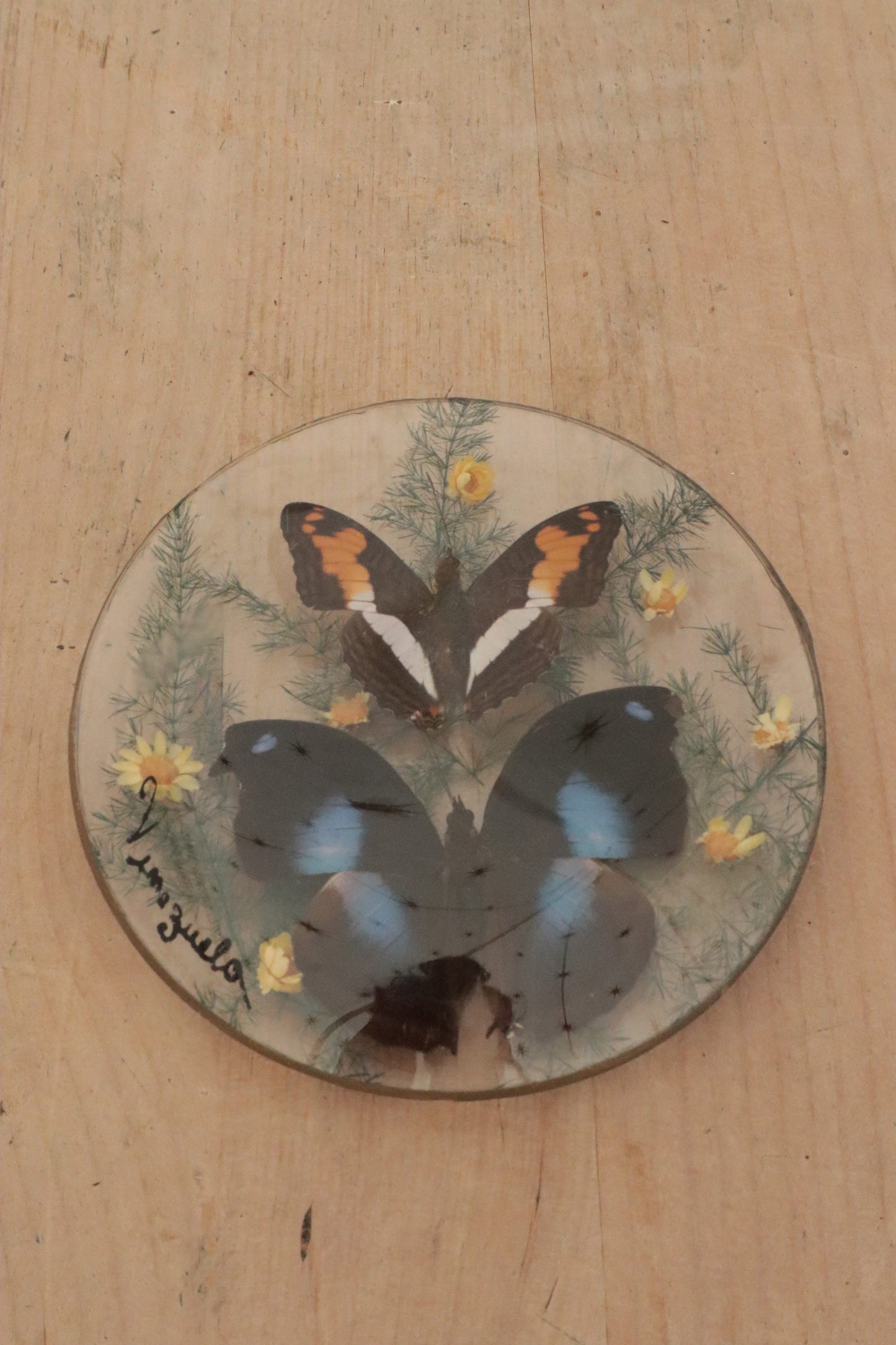 Pair of butterflys framed