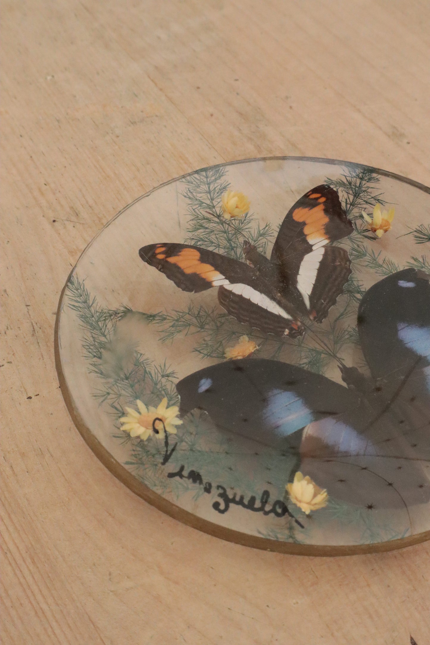 Pair of butterflys framed