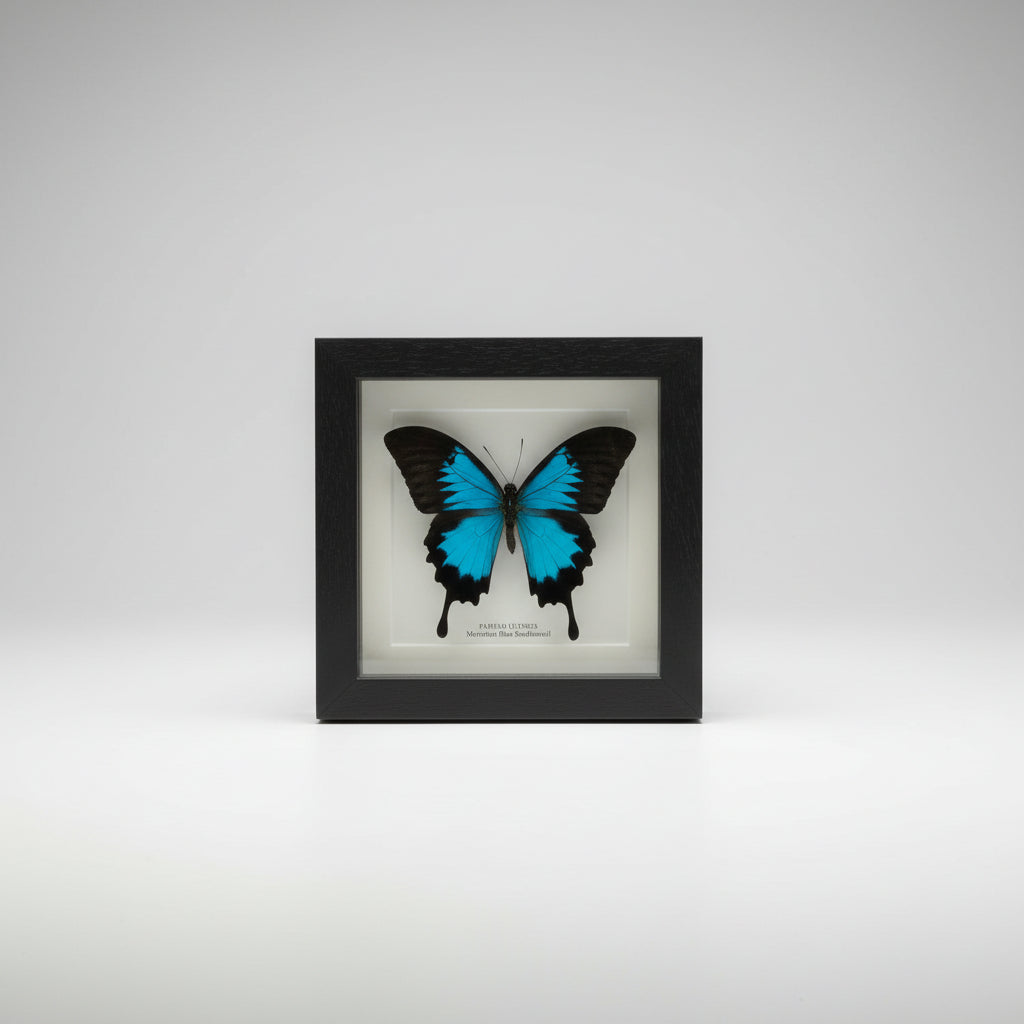 Blue framed butterfly