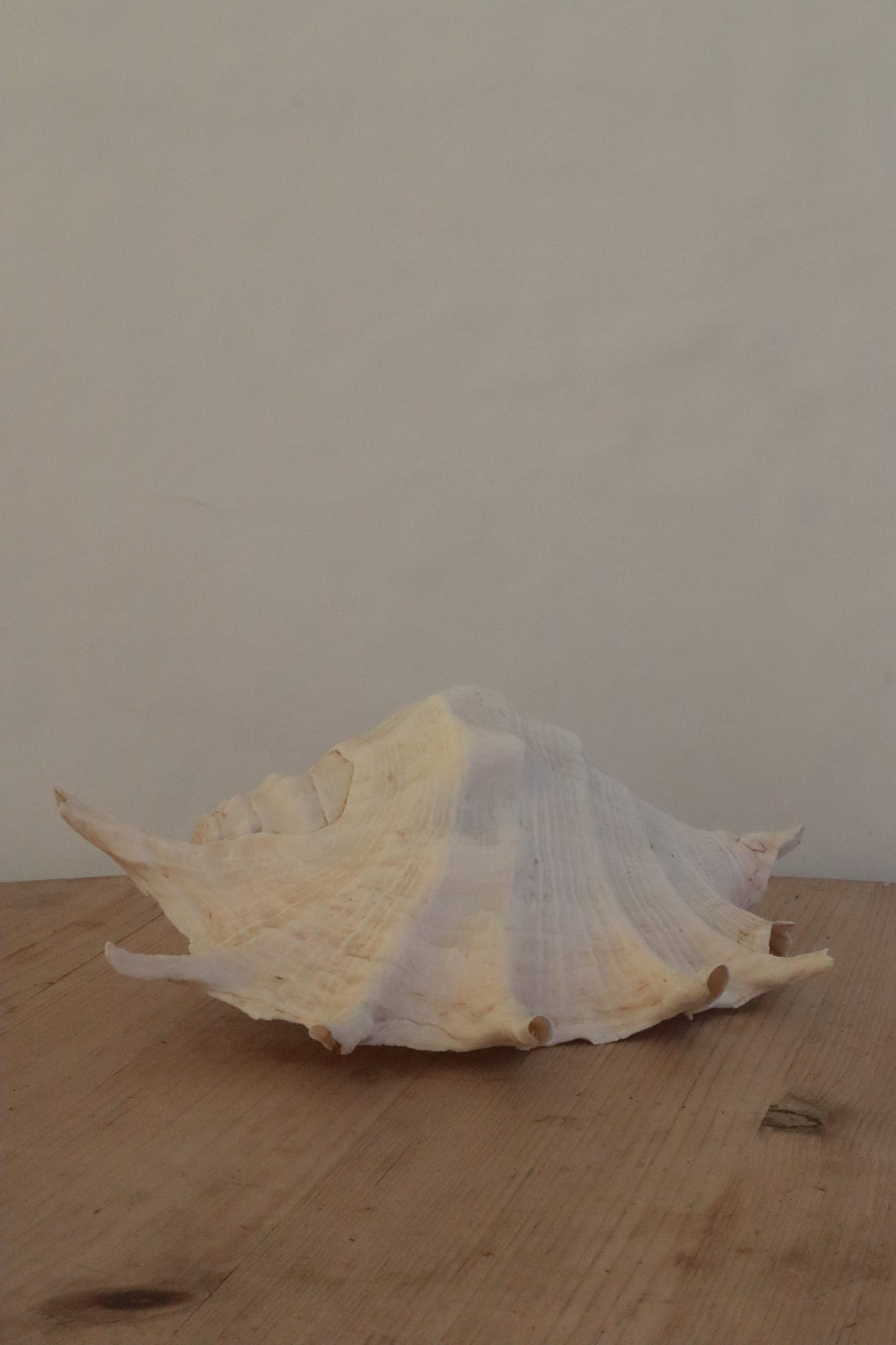 Large conch shell