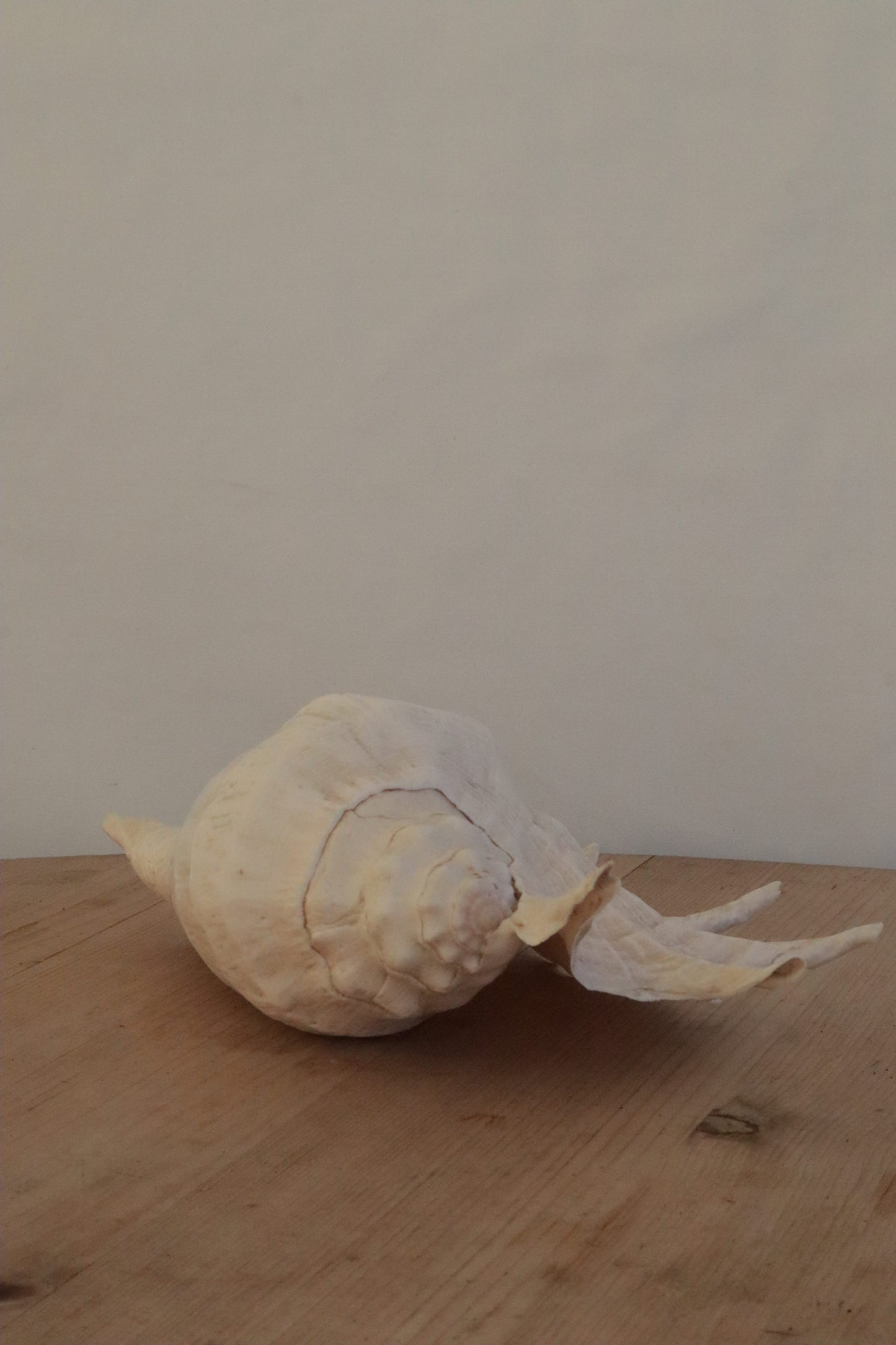 Large conch shell