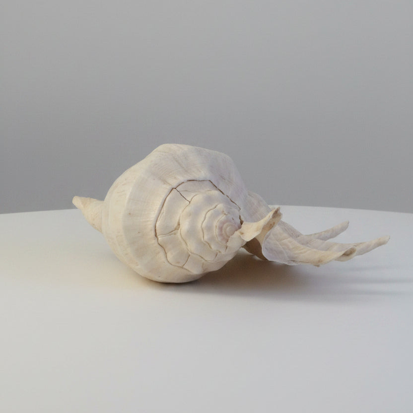Large conch shell