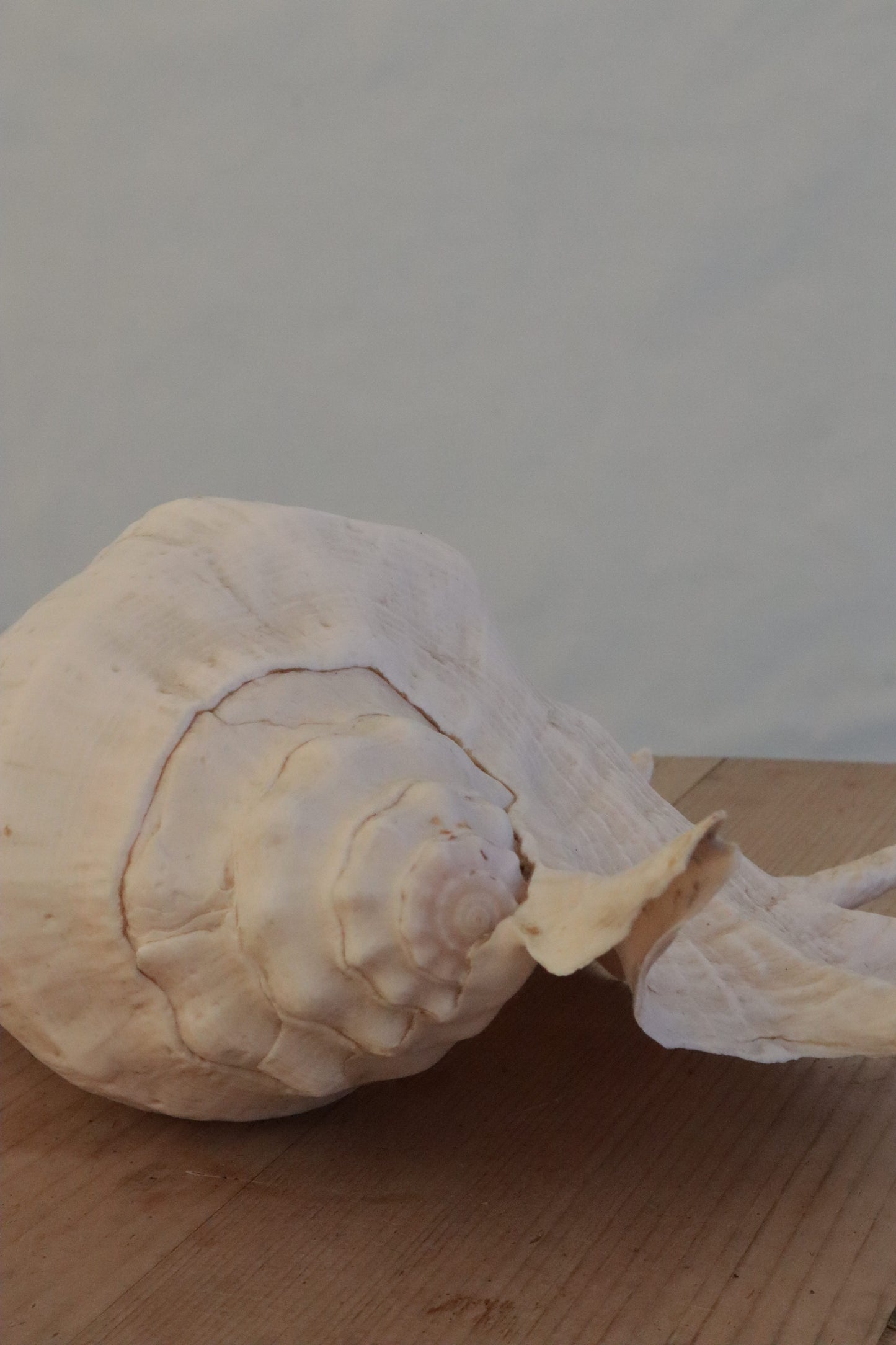 Large conch shell