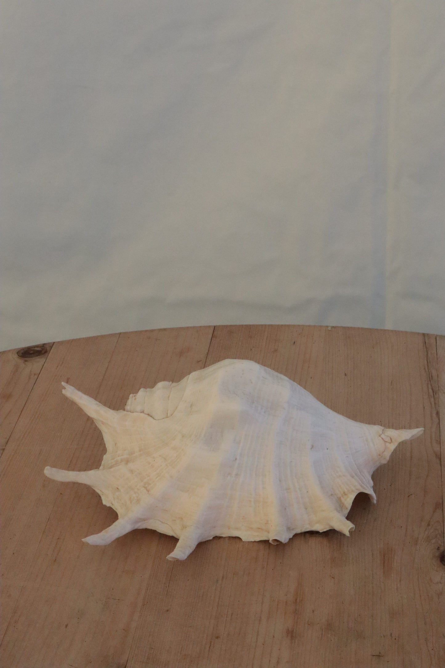 Large conch shell