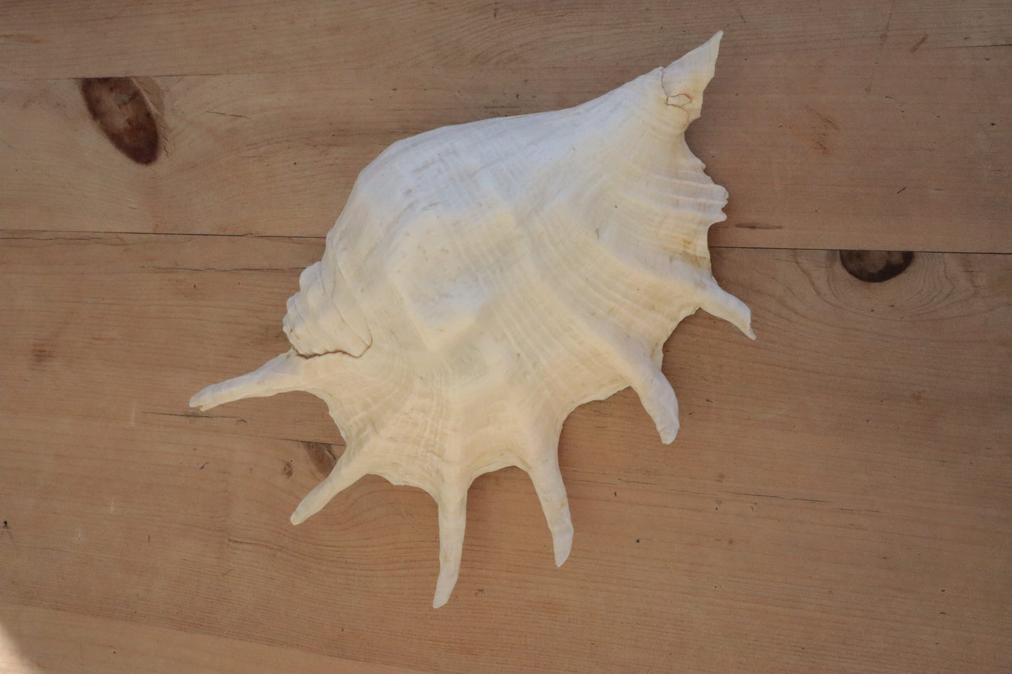 Large conch shell