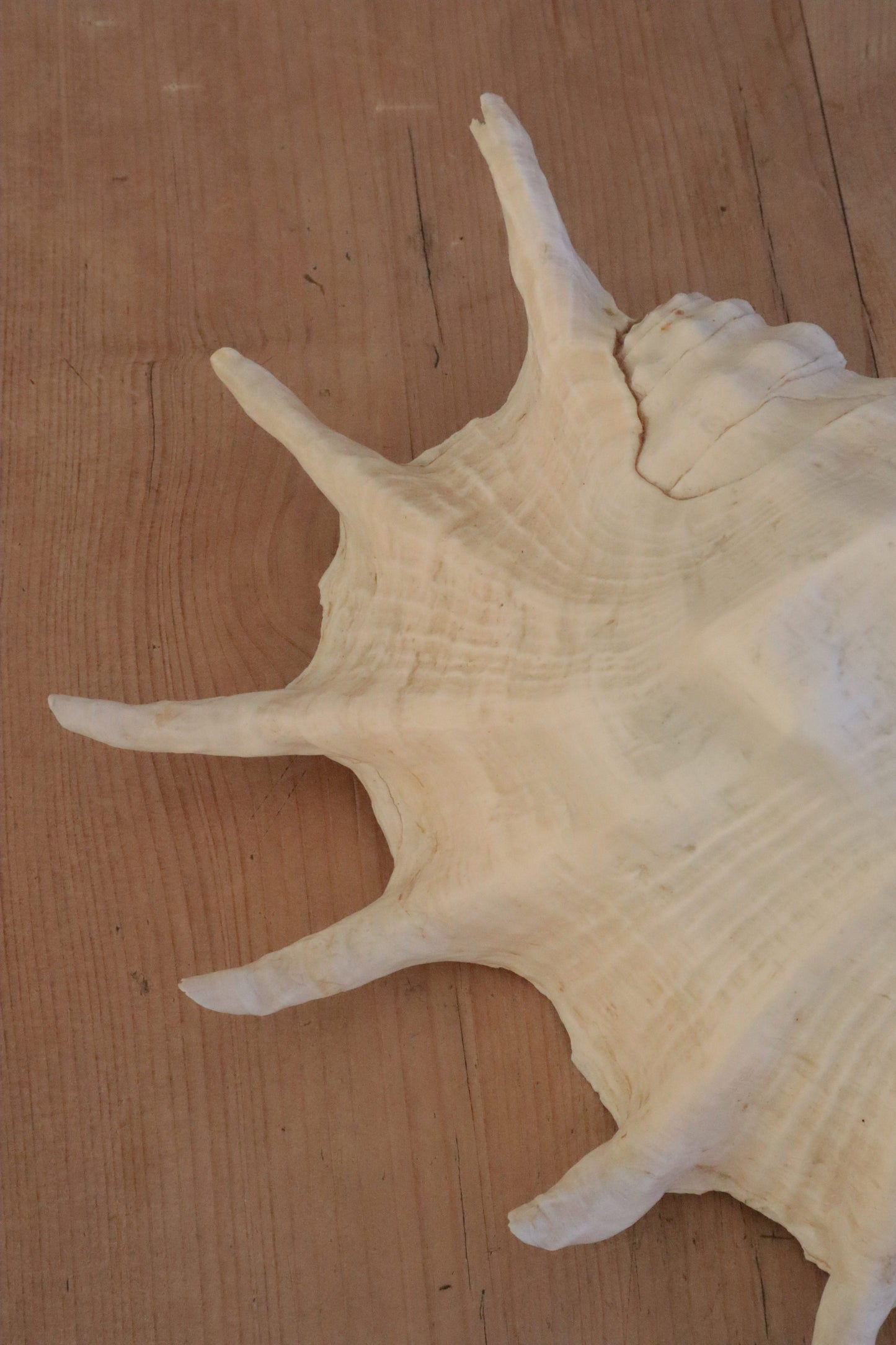 Large conch shell