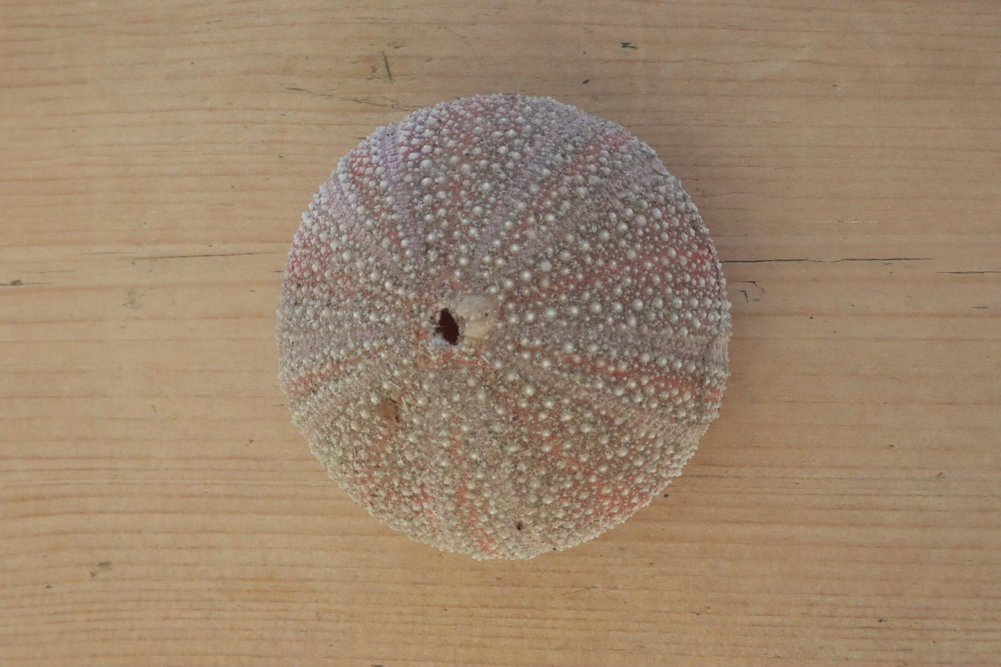 Urchin shell