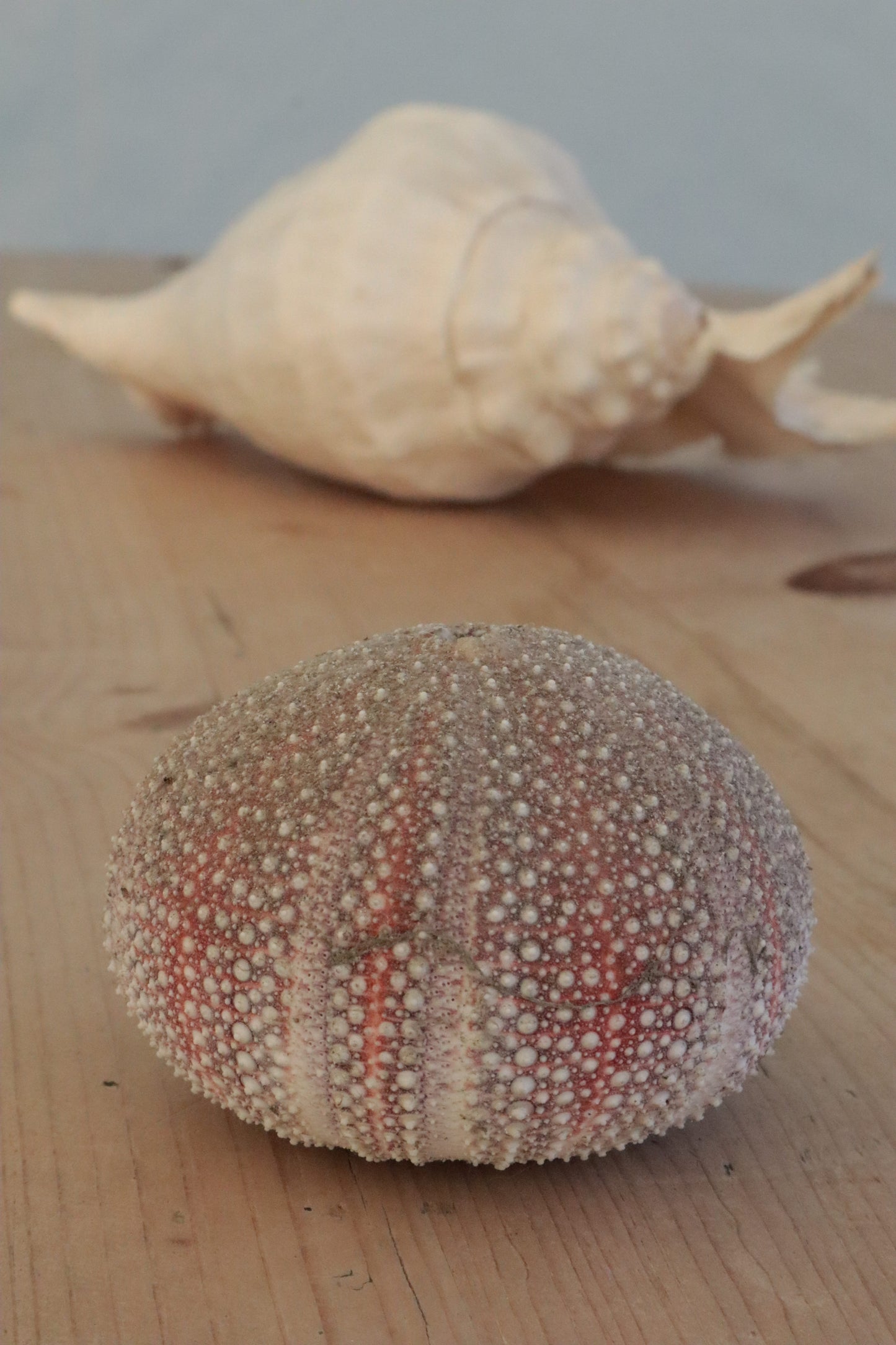 Urchin shell