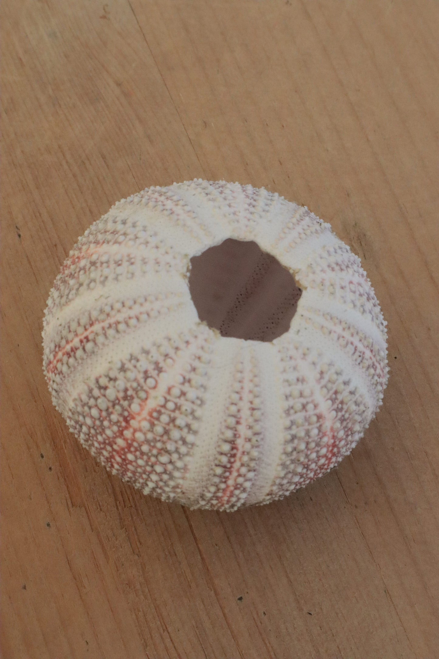 Urchin shell