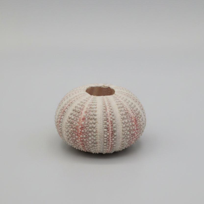 Sea urchin shell
