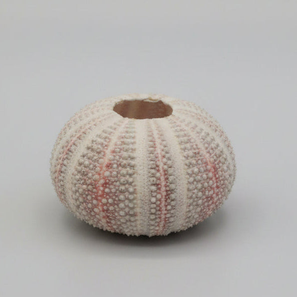 Sea urchin shell on a gray background