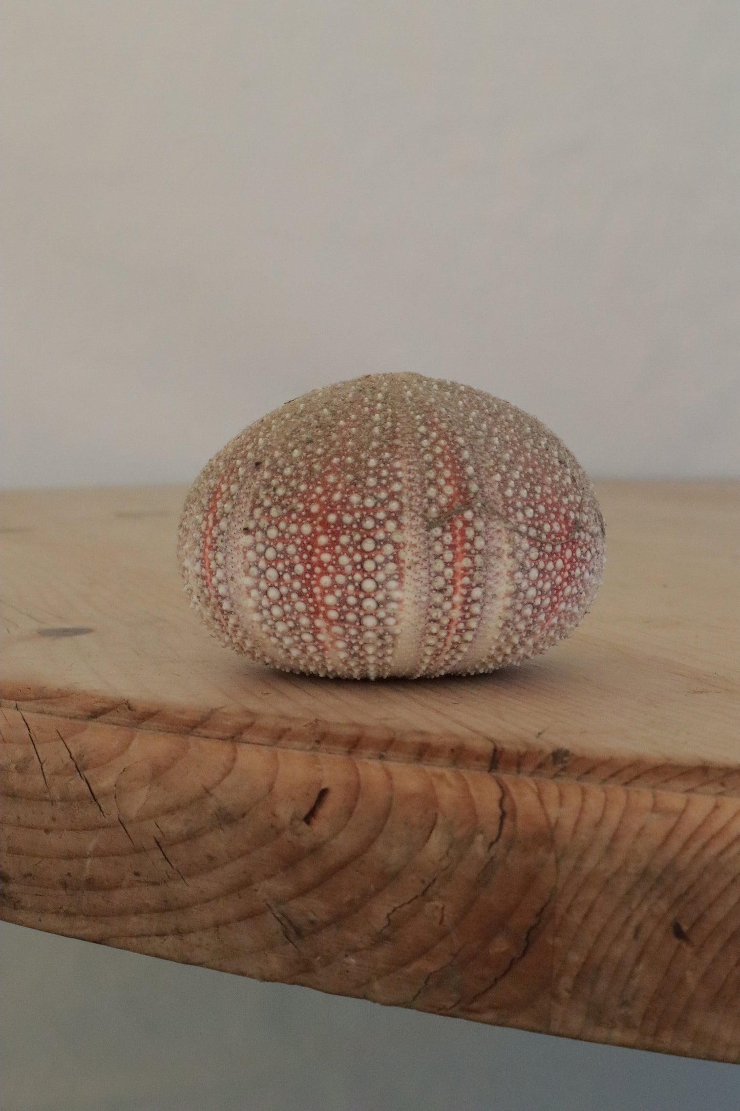 Urchin shell