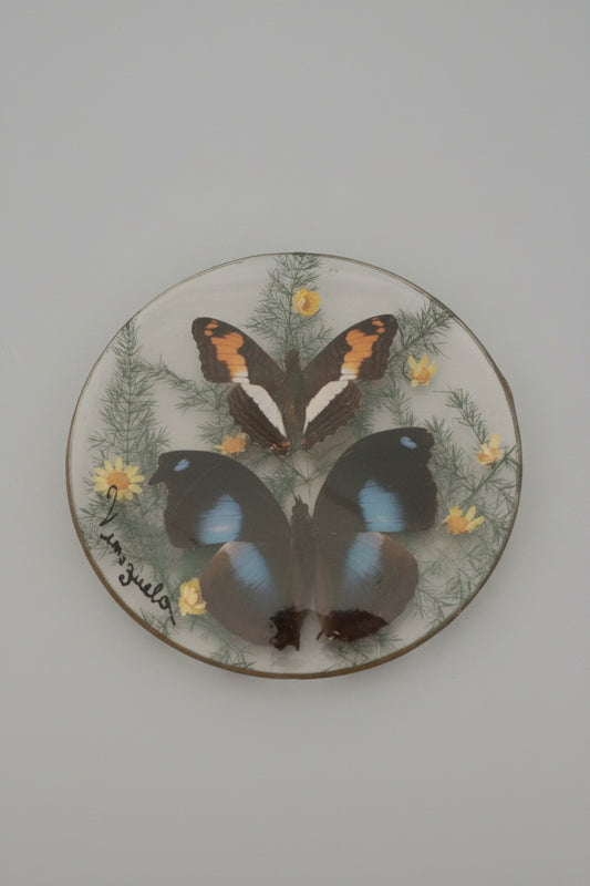 A circular piece of glass with a pair of butterflys inside, surrounded by a brass frame, displayed on a wooden surface.
