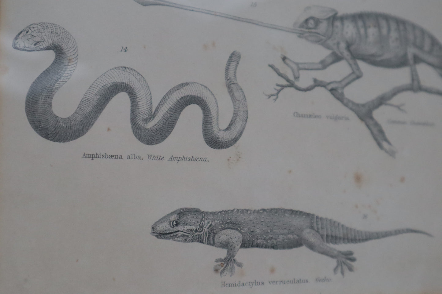 Set of prints of animals