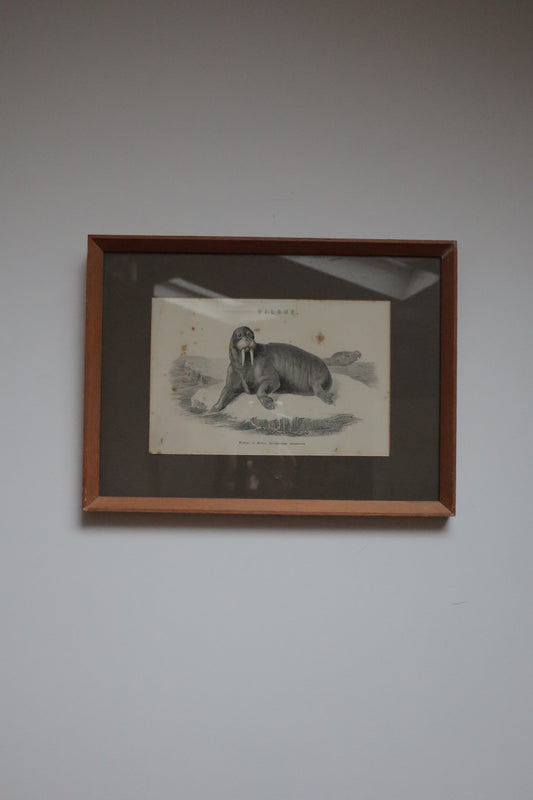 Set of prints of animals