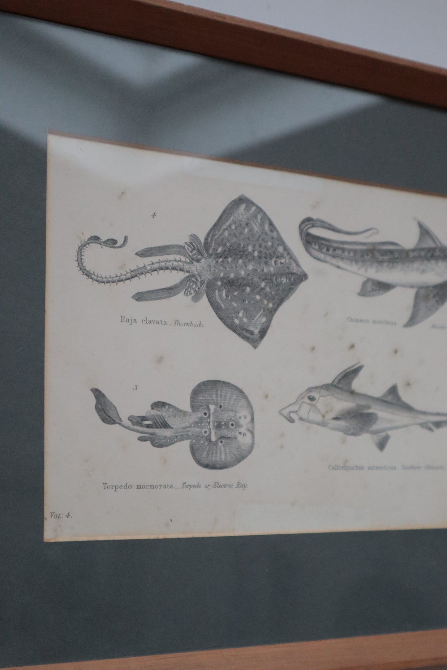 Set of prints of animals