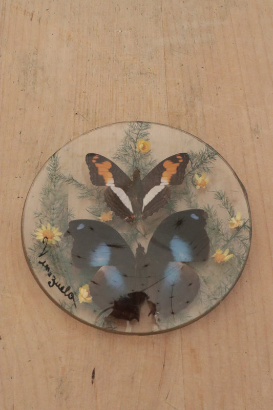 Pair of butterflys framed