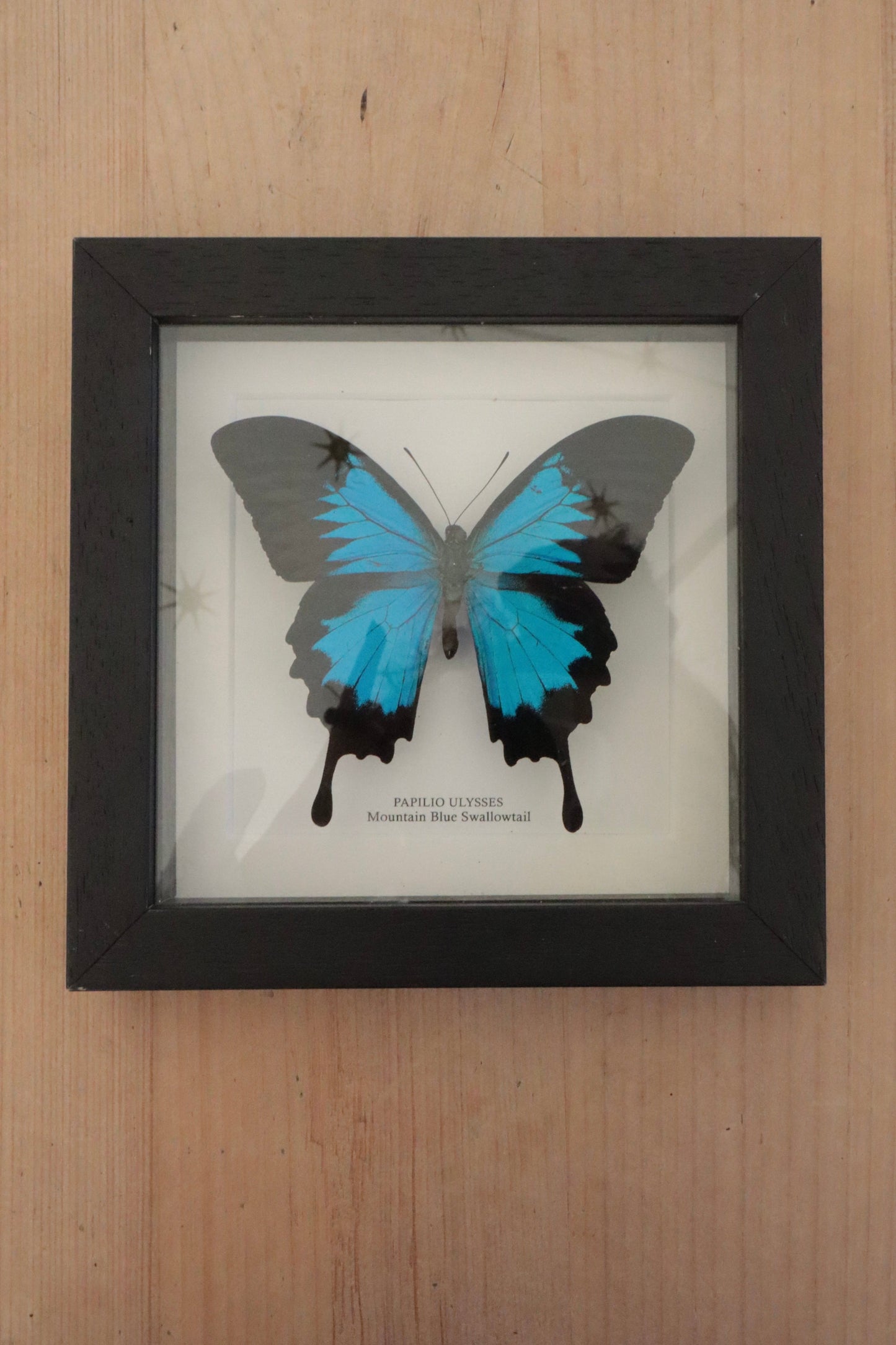 Blue framed butterfly
