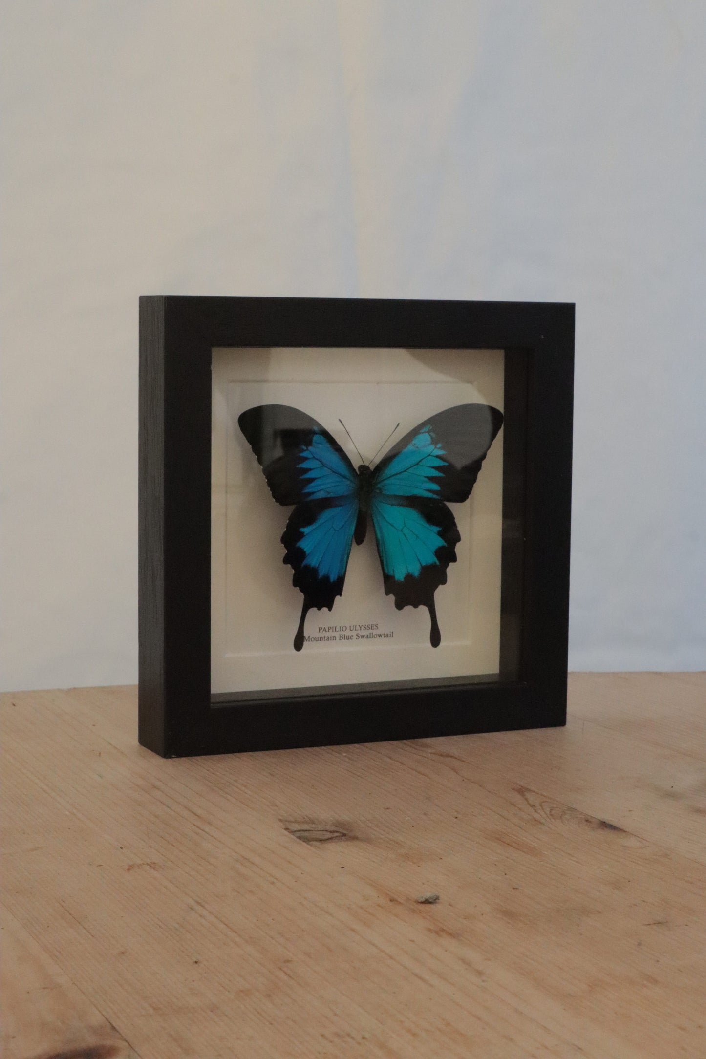 Blue framed butterfly