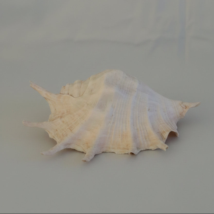 Henry Shell Large conch shell – Henry Scott Designs
