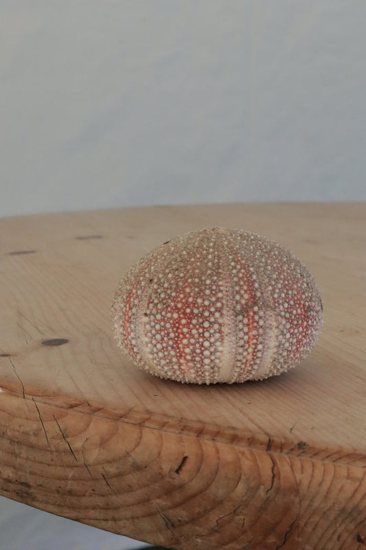 Urchin shell