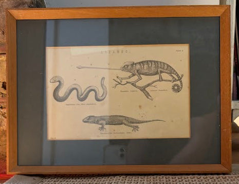 Set of prints of animals