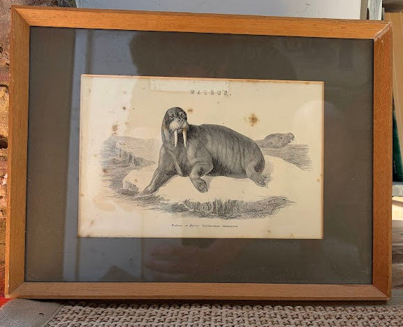 Set of prints of animals
