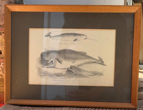 Set of prints of animals