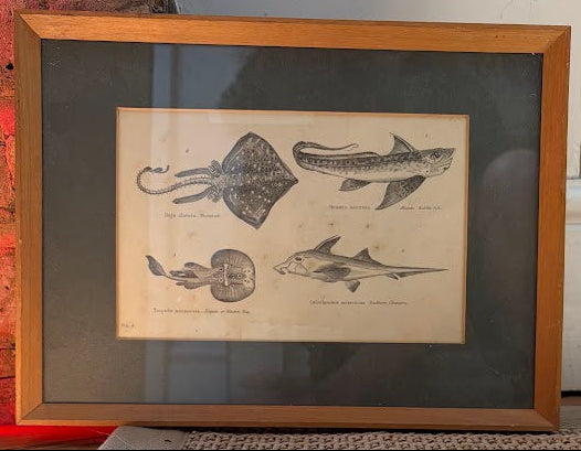 Set of prints of animals