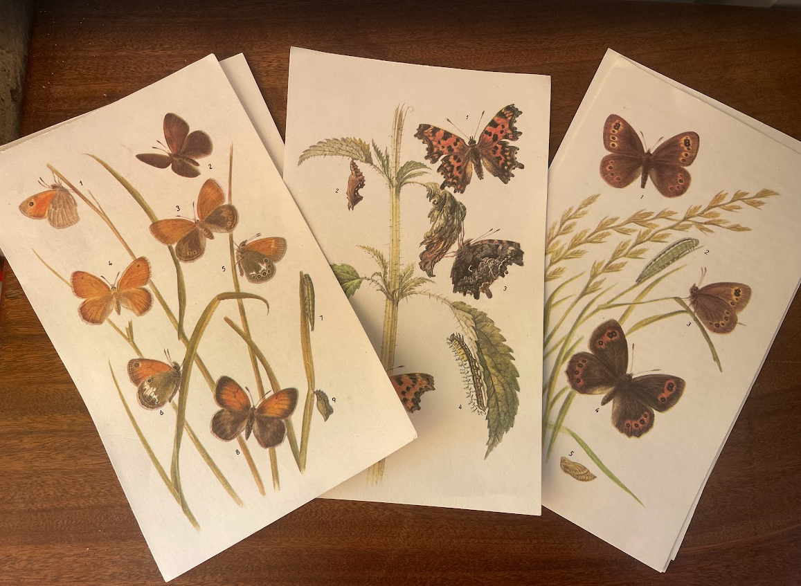 Set of prints of butterflys