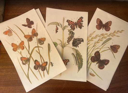 Set of prints of butterflys